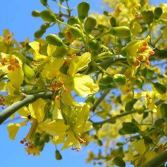 Parkinsonia africana - Wild Green Hair Tree - 5 Seed Pack - Evergreen Indigenous Tree - NEW