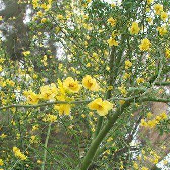Parkinsonia africana - Wild Green Hair Tree - 5 Seed Pack - Evergreen Indigenous Tree - NEW