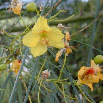 Parkinsonia africana - Wild Green Hair Tree - 5 Seed Pack - Evergreen Indigenous Tree - NEW