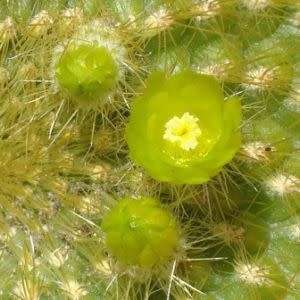 Parodia haselbergii ssp. graessneri - 5 Seed Pack - Verified Seller - Exotic Succulent Cactus
