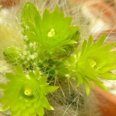 Parodia haselbergii ssp. graessneri - 5 Seed Pack - Verified Seller - Exotic Succulent Cactus