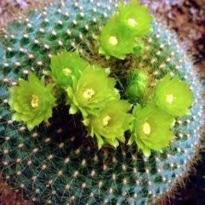 Parodia haselbergii ssp. graessneri - 5 Seed Pack - Verified Seller - Exotic Succulent Cactus