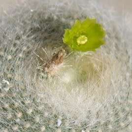 Parodia haselbergii ssp. graessneri - 5 Seed Pack - Verified Seller - Exotic Succulent Cactus