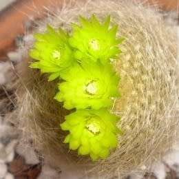 Parodia haselbergii ssp. graessneri - 5 Seed Pack - Verified Seller - Exotic Succulent Cactus