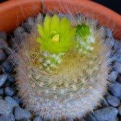 Parodia haselbergii ssp. graessneri - 5 Seed Pack - Verified Seller - Exotic Succulent Cactus
