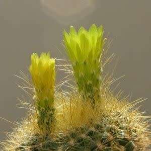 Parodia haselbergii ssp. graessneri - 5 Seed Pack - Verified Seller - Exotic Succulent Cactus