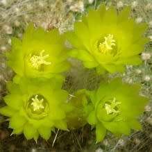 Parodia haselbergii ssp. graessneri - 5 Seed Pack - Verified Seller - Exotic Succulent Cactus