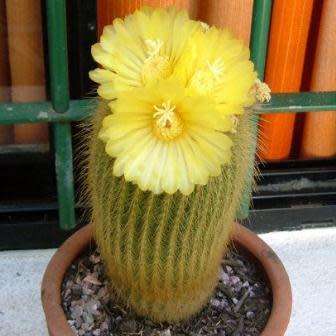 Parodia leninghausii - 10+ Seed Pack - Verified Seller - Exotic Succulent Cactus - Combined Shipping