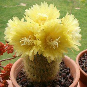 Parodia leninghausii - 10+ Seed Pack - Verified Seller - Exotic Succulent Cactus - Combined Shipping