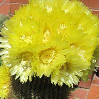 Parodia leninghausii - 10+ Seed Pack - Verified Seller - Exotic Succulent Cactus - Combined Shipping