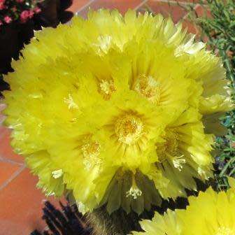 Parodia leninghausii - 10+ Seed Pack - Verified Seller - Exotic Succulent Cactus - Combined Shipping