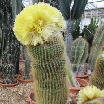 Parodia leninghausii - 10+ Seed Pack - Verified Seller - Exotic Succulent Cactus - Combined Shipping