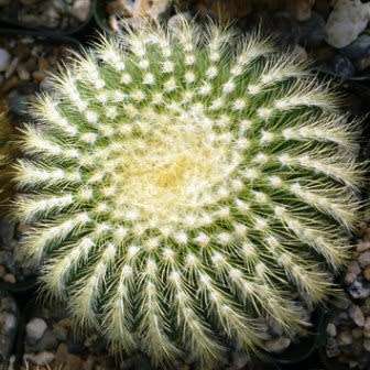 Parodia leninghausii - 10+ Seed Pack - Verified Seller - Exotic Succulent Cactus - Combined Shipping