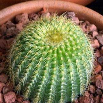 Parodia leninghausii - 10+ Seed Pack - Verified Seller - Exotic Succulent Cactus - Combined Shipping