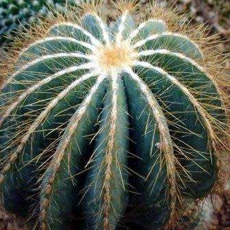 Parodia magnifica Seeds - Verified Seller - Exotic Succulent Cactus - Combined Shipping