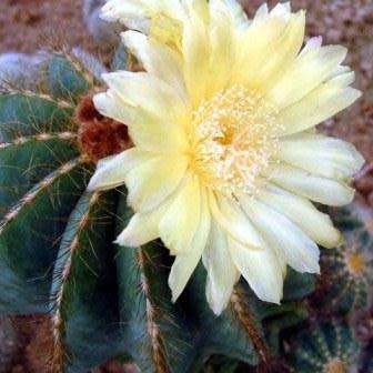 Parodia magnifica Seeds - Verified Seller - Exotic Succulent Cactus - Combined Shipping
