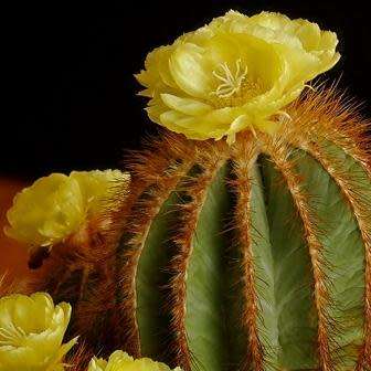 Parodia magnifica Seeds - Verified Seller - Exotic Succulent Cactus - Combined Shipping