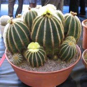 Parodia magnifica Seeds - Verified Seller - Exotic Succulent Cactus - Combined Shipping