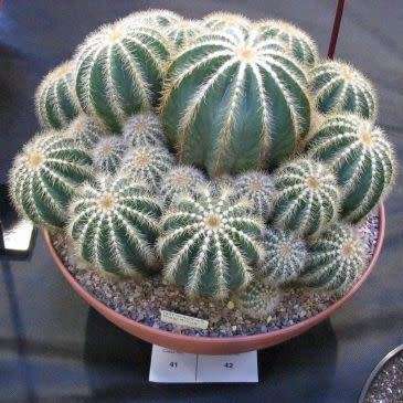 Parodia magnifica Seeds - Verified Seller - Exotic Succulent Cactus - Combined Shipping