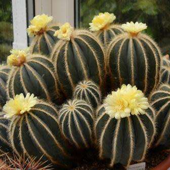Parodia magnifica Seeds - Verified Seller - Exotic Succulent Cactus - Combined Shipping
