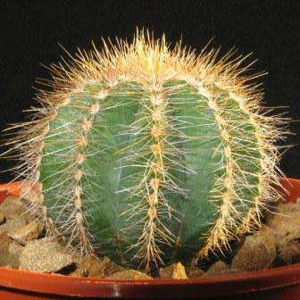Parodia magnifica Seeds - Verified Seller - Exotic Succulent Cactus - Combined Shipping