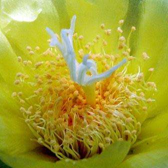 Parodia magnifica Seeds - Verified Seller - Exotic Succulent Cactus - Combined Shipping