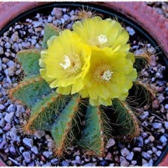 Parodia magnifica Seeds - Verified Seller - Exotic Succulent Cactus - Combined Shipping