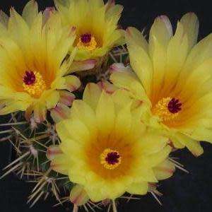 Parodia mammulosa ssp. submammulosa - 10+ Seed Pack - Verified Seller - Exotic Succulent Cactus
