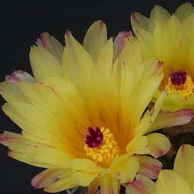 Parodia mammulosa ssp. submammulosa - 10+ Seed Pack - Verified Seller - Exotic Succulent Cactus