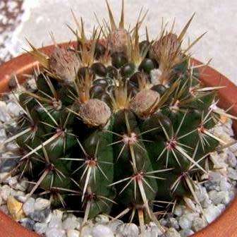 Parodia mammulosa ssp. submammulosa - 10+ Seed Pack - Verified Seller - Exotic Succulent Cactus