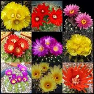 Parodia Mixed Species Seeds - Exotic Succulent Cactus - Combined Worldwide Shipping