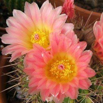 Parodia roseolutea - 10+ Seed Pack - Verified Seller - Exotic Succulent Cactus - Combined Shipping