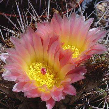 Parodia roseolutea - 10+ Seed Pack - Verified Seller - Exotic Succulent Cactus - Combined Shipping