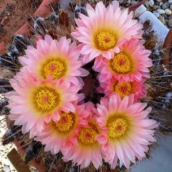 Parodia roseolutea - 10+ Seed Pack - Verified Seller - Exotic Succulent Cactus - Combined Shipping