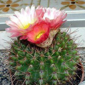 Parodia roseolutea - 10+ Seed Pack - Verified Seller - Exotic Succulent Cactus - Combined Shipping
