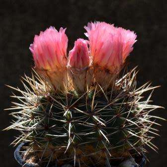 Parodia roseolutea - 10+ Seed Pack - Verified Seller - Exotic Succulent Cactus - Combined Shipping
