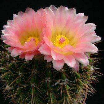 Parodia roseolutea - 10+ Seed Pack - Verified Seller - Exotic Succulent Cactus - Combined Shipping