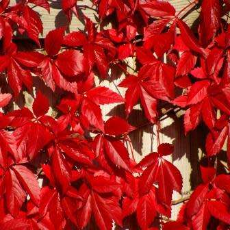 Parthenocissus quinquefolia - 5 Seed Pack - Exotic Perennial Climber -Combined Global Shipping