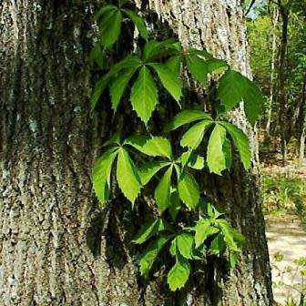 Parthenocissus quinquefolia - 5 Seed Pack - Exotic Perennial Climber -Combined Global Shipping