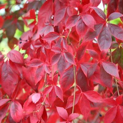 Parthenocissus quinquefolia - 5 Seed Pack - Exotic Perennial Climber -Combined Global Shipping