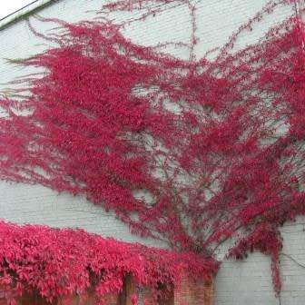 Parthenocissus quinquefolia - 5 Seed Pack - Exotic Perennial Climber -Combined Global Shipping