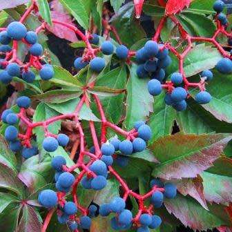 Parthenocissus quinquefolia - 5 Seed Pack - Exotic Perennial Climber -Combined Global Shipping