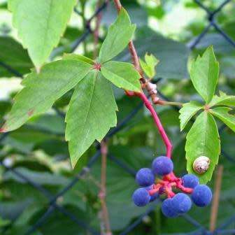 Parthenocissus quinquefolia - 5 Seed Pack - Exotic Perennial Climber -Combined Global Shipping