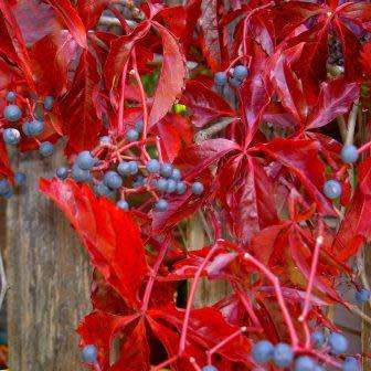 Parthenocissus quinquefolia - 5 Seed Pack - Exotic Perennial Climber -Combined Global Shipping