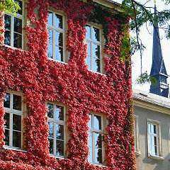 Parthenocissus tricuspidata var. veitchii - 5 Seed Pack - Bonsai Climber -Combined Shipping