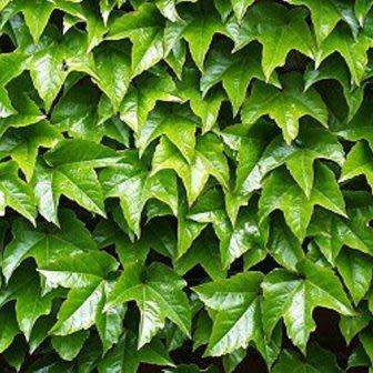 Parthenocissus tricuspidata var. veitchii - 5 Seed Pack - Bonsai Climber -Combined Shipping