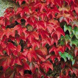 Parthenocissus tricuspidata var. veitchii - 5 Seed Pack - Bonsai Climber -Combined Shipping