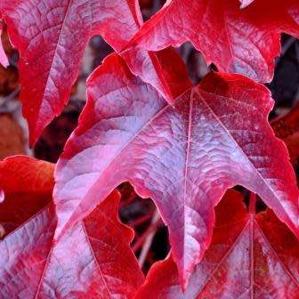 Parthenocissus tricuspidata var. veitchii - 5 Seed Pack - Bonsai Climber -Combined Shipping