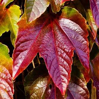 Parthenocissus tricuspidata var. veitchii - 5 Seed Pack - Bonsai Climber -Combined Shipping
