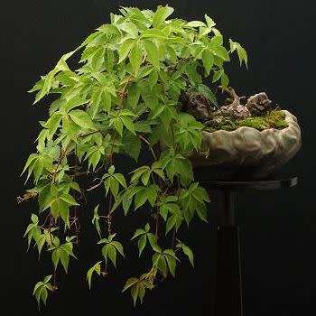 Parthenocissus tricuspidata var. veitchii - 5 Seed Pack - Exotic Climber -Combined Shipping